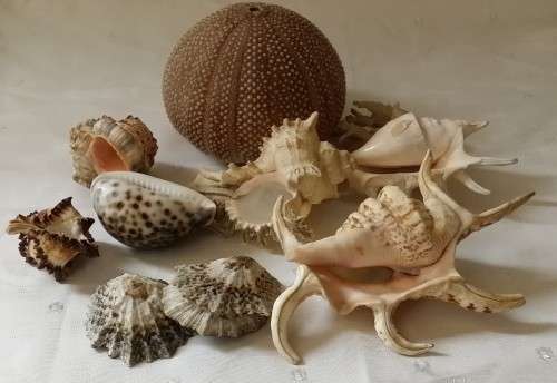Lot of Ten Assorted Sea Shells