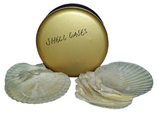 SET OF TWELVE SEA SHELLS
