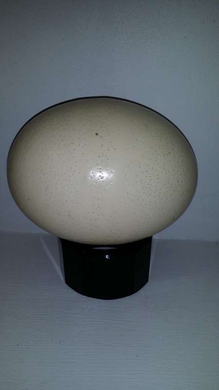 Ostrich Egg