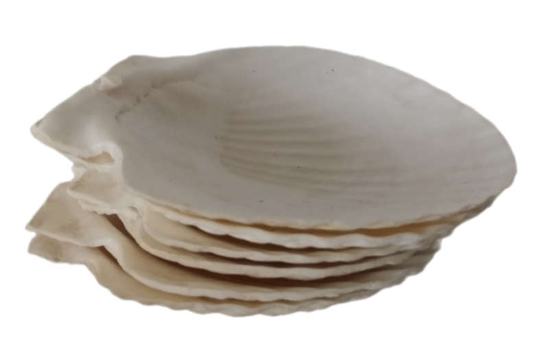 Set of six Starter Sea Shells