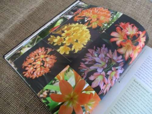 A Magnificant Book..... Clivia Nature and Nuture  D Swanevelder & R Fisher  Hardcover  First Edition