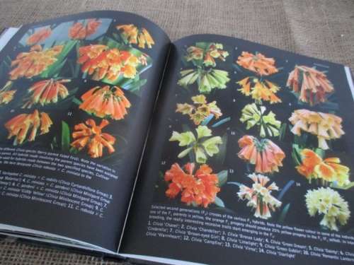 A Magnificant Book..... Clivia Nature and Nuture  D Swanevelder & R Fisher  Hardcover  First Edition