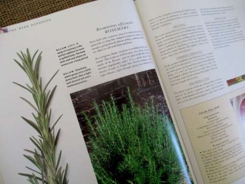 The Herb Handbook by Pamela Westland  A Lavish Illstrated Guide To Growing, Harvesting & Using Herbs