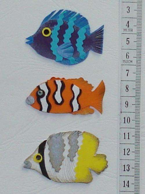 Tropical fish