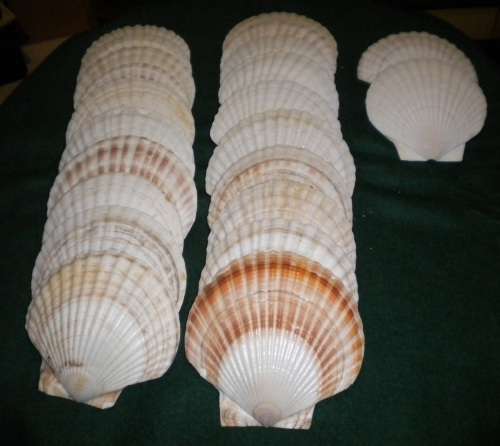 Fan Scallop shells 22 white and white with orange lines