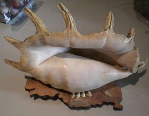 Large sea shell from Mauritius on wood base