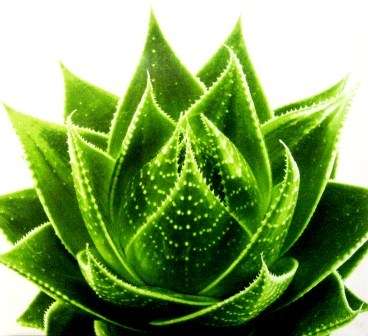 Aloe 02 [300 x 300mm ] Blocked and Ready to Hang!