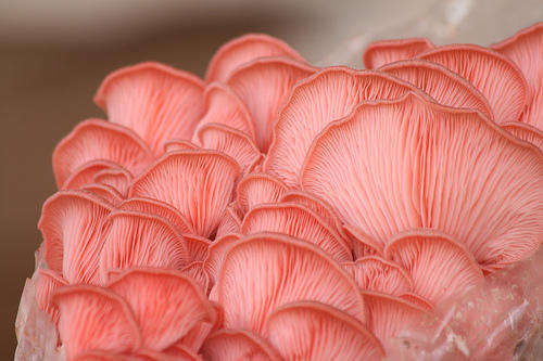 Home-Grow PINK Oyster Mushroom Kits