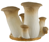 Home-Grow KING Oyster Mushroom Kits