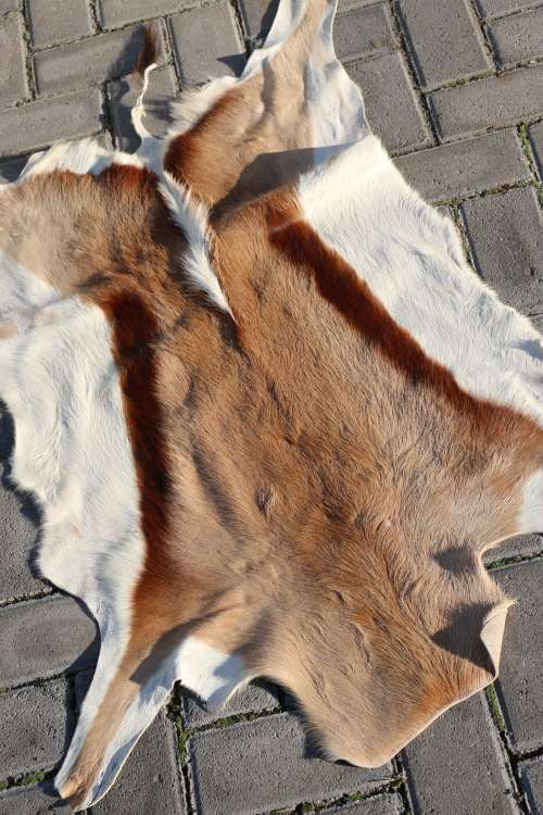 Springbok Hide / Skin