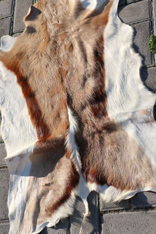 Springbok Hide / Skin