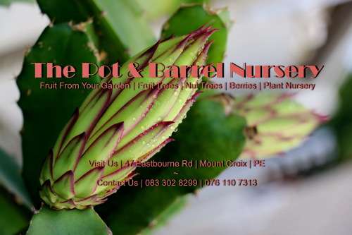 Dragon Fruit Tree Cuttings