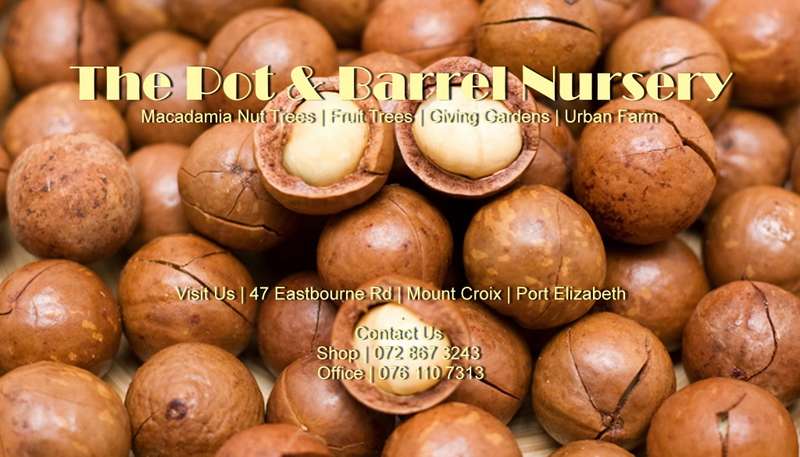 Macadamia Nut Trees