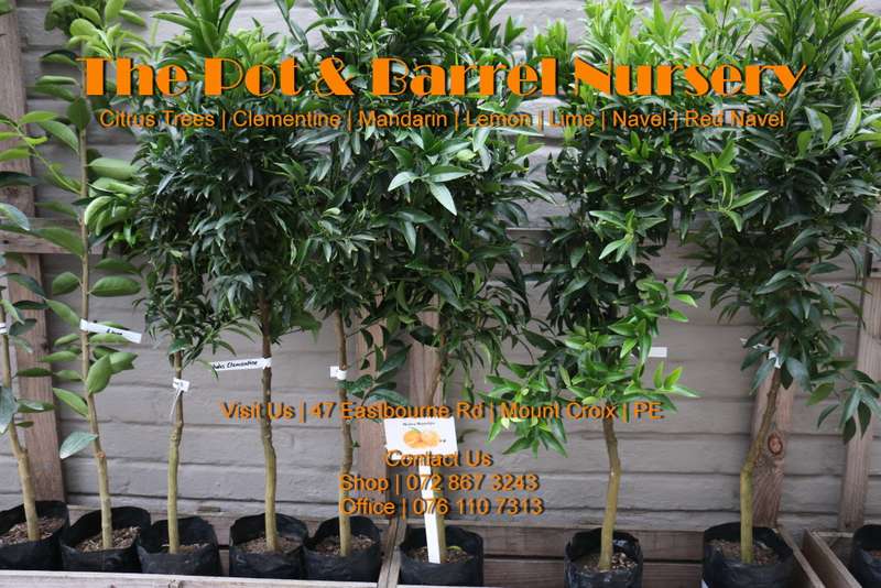 Lemon Trees