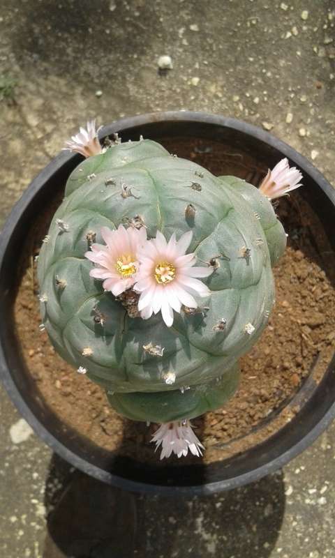 HUGE grafted Lophophora williamsii cactus (peyote) - Price Neg.