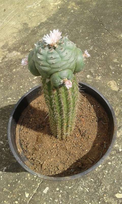 HUGE grafted Lophophora williamsii cactus (peyote) - Price Neg.