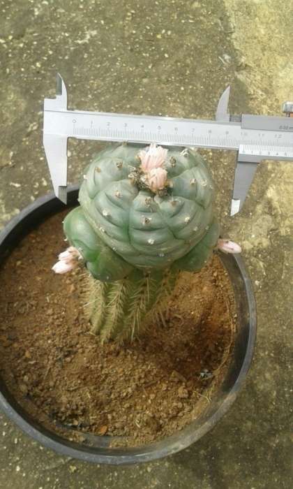 HUGE grafted Lophophora williamsii cactus (peyote) - Price Neg.