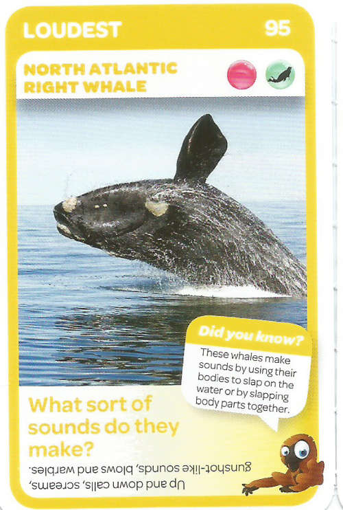 "SUPER ANIMALS" SERIES 1 - PICK&PAY TRADING CARD COLLECTION -  CARD 95