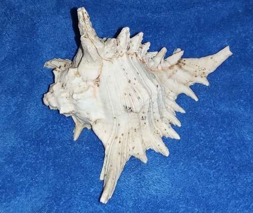 SEA SHELL - LARGE `CHICOREUS RAMOSUS` MUREX SHELL 200mm