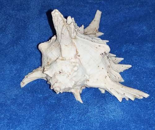 SEA SHELL - LARGE `CHICOREUS RAMOSUS` MUREX SHELL 200mm
