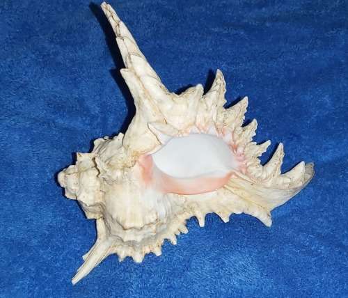SEA SHELL - LARGE `CHICOREUS RAMOSUS` MUREX SHELL 200mm