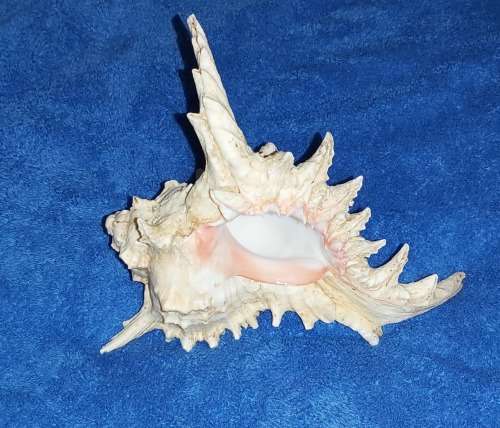 SEA SHELL - LARGE `CHICOREUS RAMOSUS` MUREX SHELL 200mm
