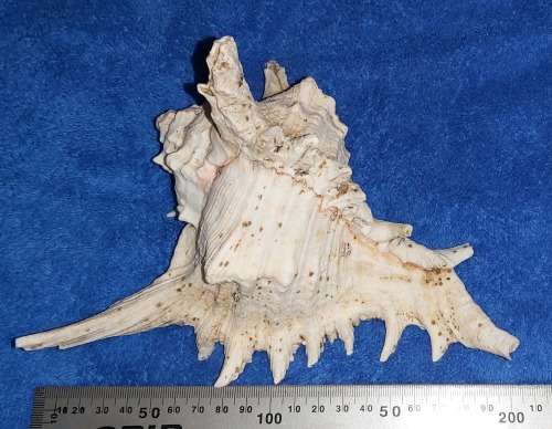 SEA SHELL - LARGE `CHICOREUS RAMOSUS` MUREX SHELL 200mm