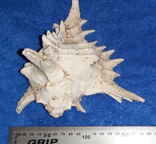 SEA SHELL - LARGE `CHICOREUS RAMOSUS` MUREX SHELL 200mm