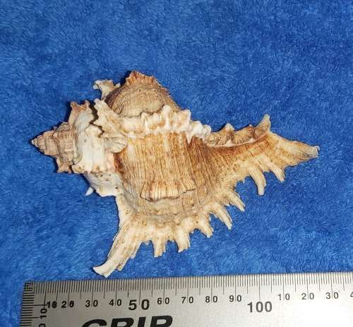 SEA SHELL - MEDIUM `CHICOREUS RAMOSUS` MUREX SHELL 150mm
