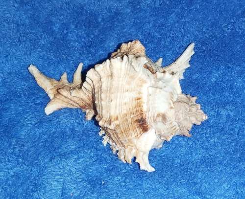SEA SHELL - MEDIUM `CHICOREUS RAMOSUS` MUREX SHELL 150mm