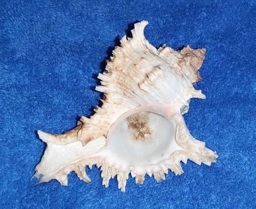 SEA SHELL - MEDIUM `CHICOREUS RAMOSUS` MUREX SHELL 150mm