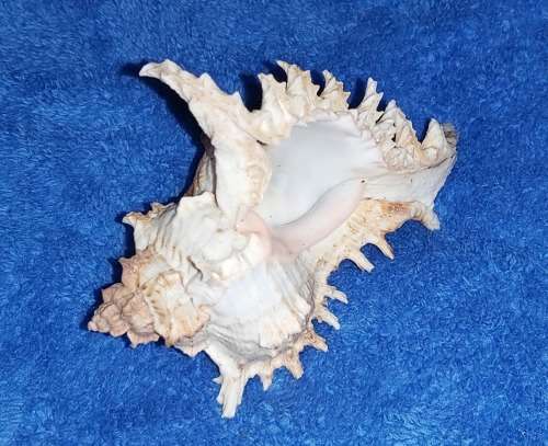SEA SHELL - MEDIUM `CHICOREUS RAMOSUS` MUREX SHELL 150mm