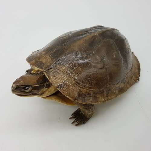 Rare!!! Well Preserved Detailed Water Tortoise Taxidermy Mount!!!