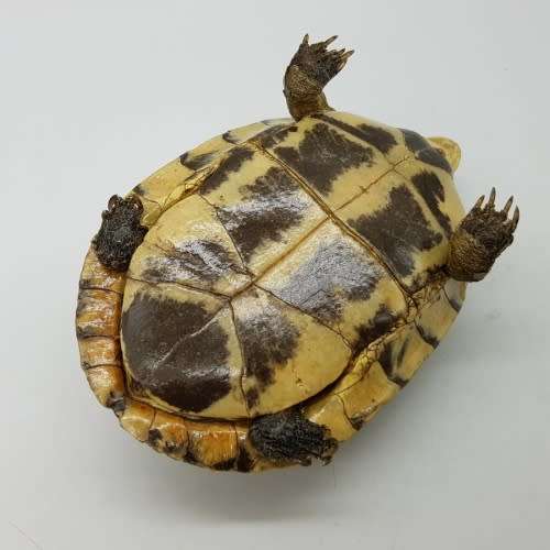 Rare!!! Well Preserved Detailed Water Tortoise Taxidermy Mount!!!