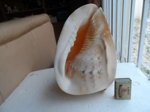 LARGE HELMET CONCH SEASHELL