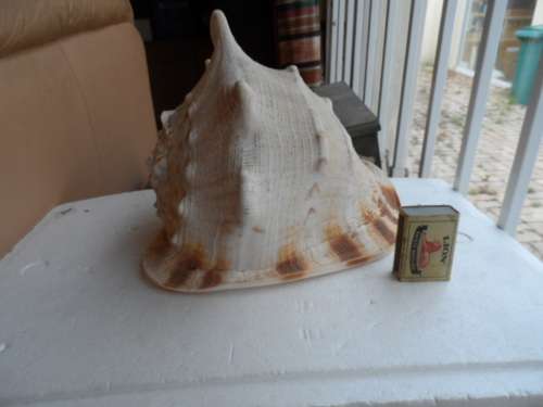 LARGE HELMET CONCH SEASHELL
