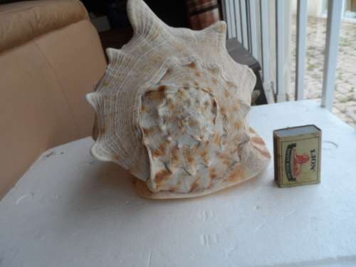 LARGE HELMET CONCH SEASHELL