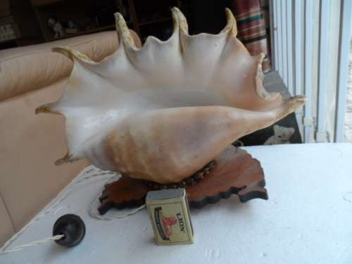 LARGE LAMBIS SEASHELL LAMP