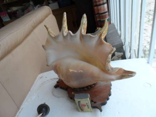 LARGE LAMBIS SEASHELL LAMP