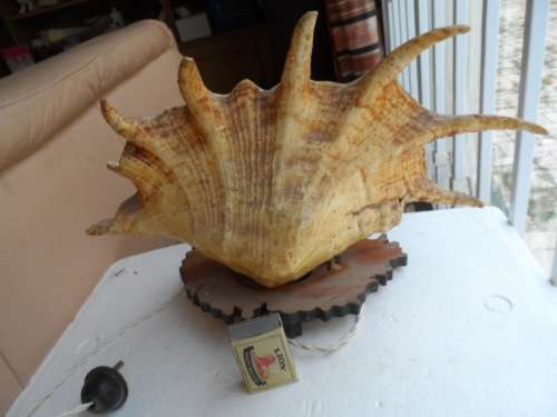 LARGE LAMBIS SEASHELL LAMP