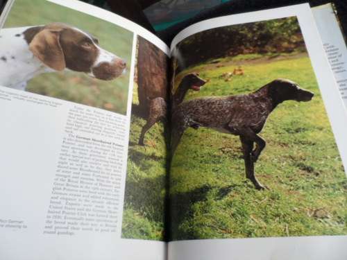 Dogs in Action Very large hard cover dust cover has little tear on cover 128 pages