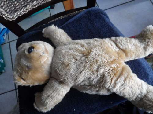Sweet sleeping bear that snores untested