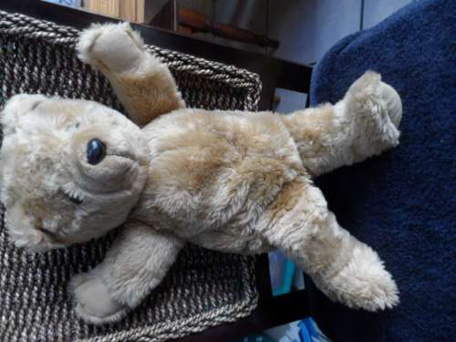 Sweet sleeping bear that snores untested
