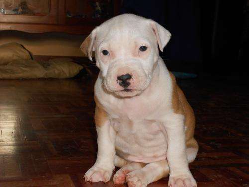 American Pitbull Puppies