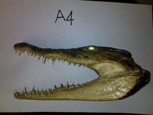 Size