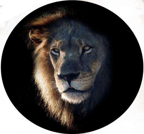 Lion102