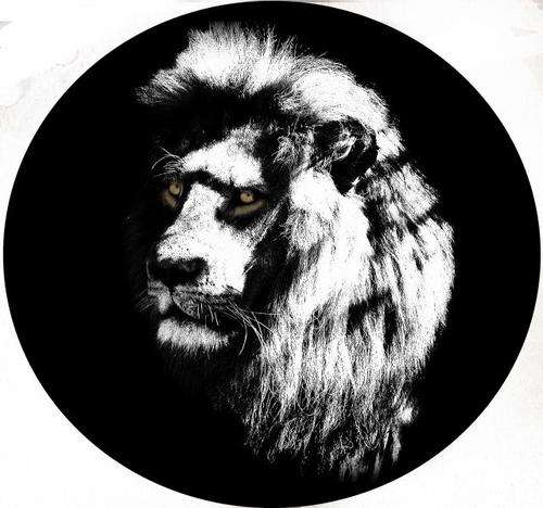 Lion107