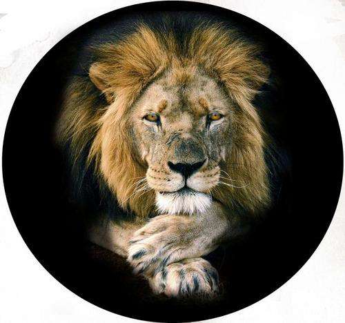 Lion105