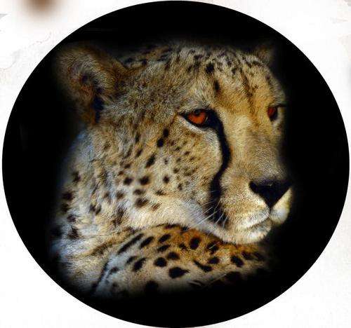 4x4 Spare Wheel Covers - Cheetah Prints