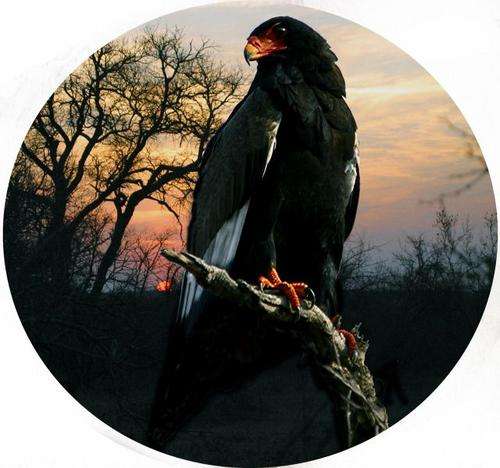 4x4 Spare Wheel Covers - Bird Prints